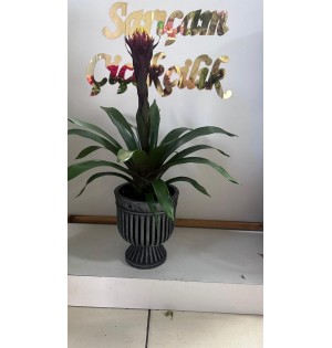 saksıda ateş kuzmanya